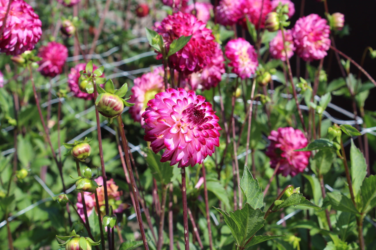 Dahlia 'Little Robert'