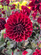 Dahlia 'Manoa'