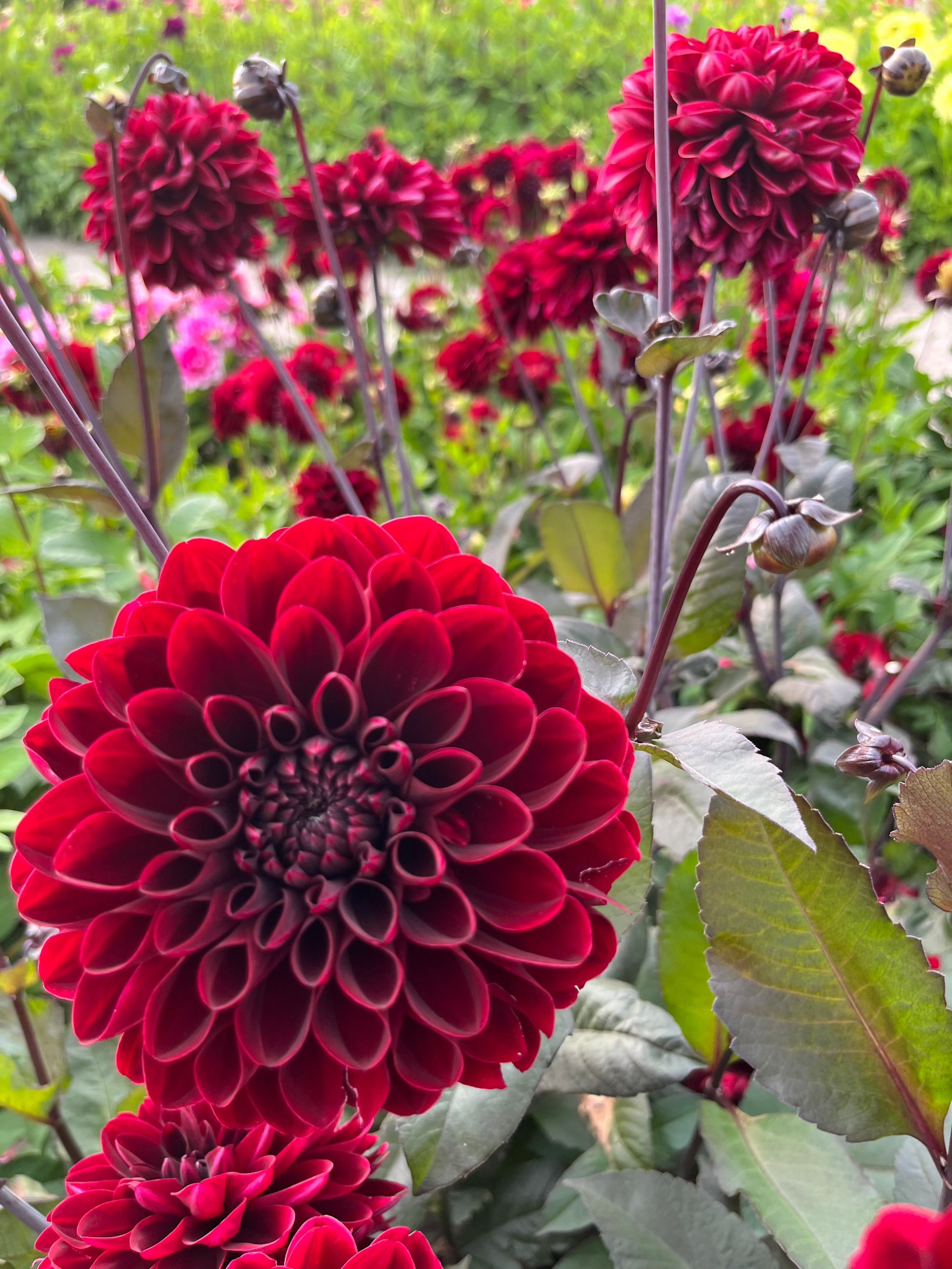 Dahlia 'Manoa'