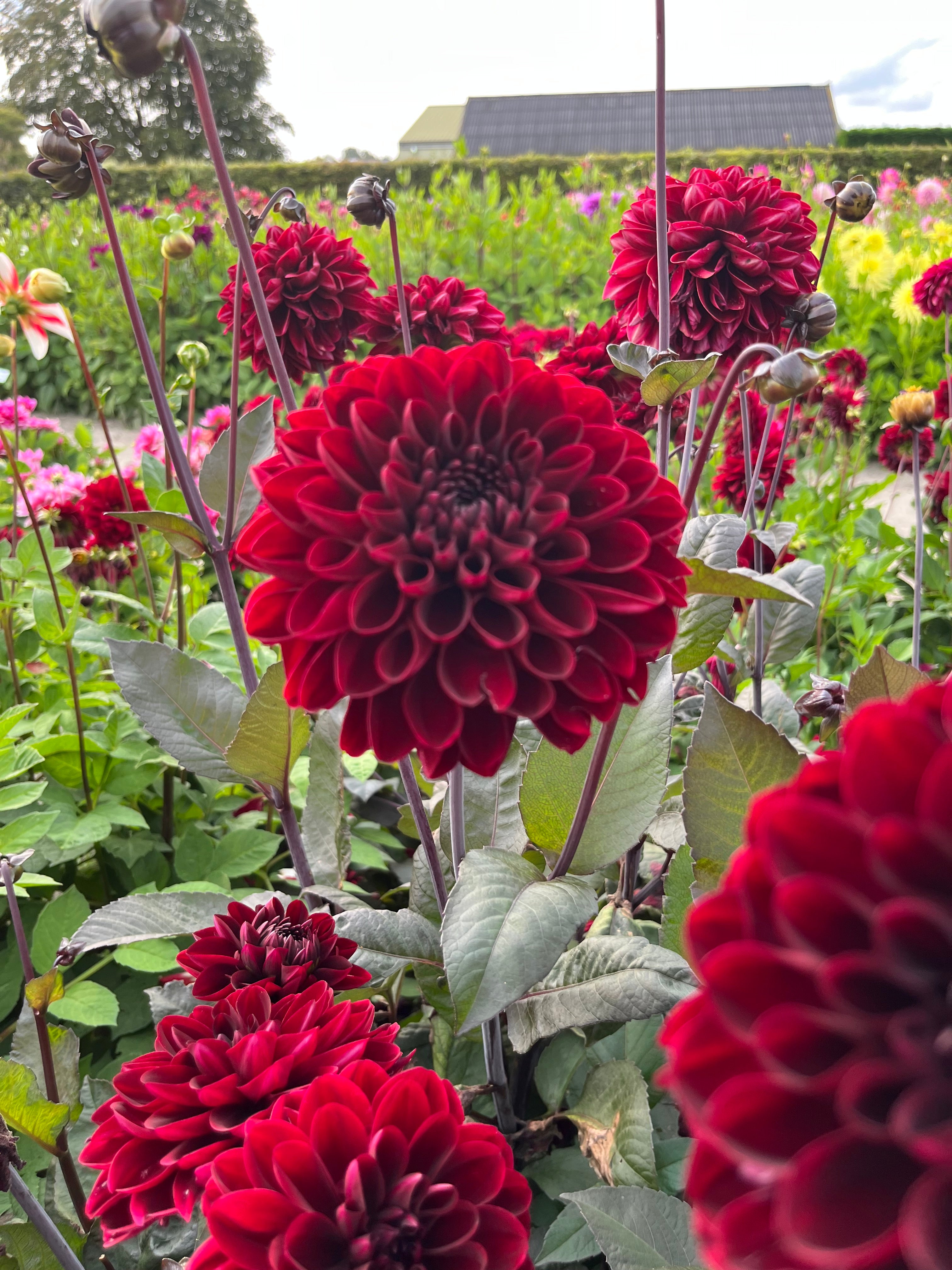 Dahlia 'Manoa'