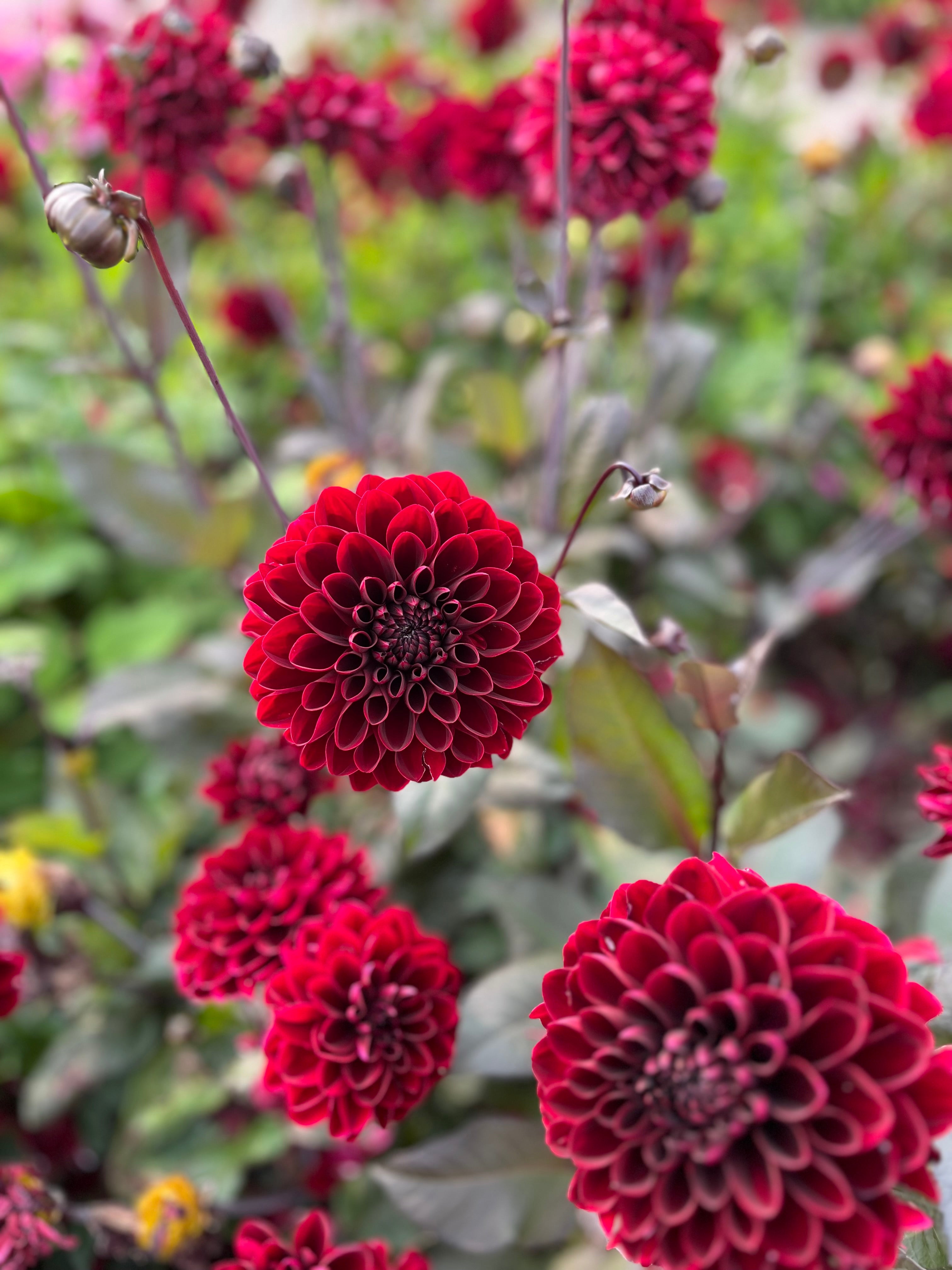 Dahlia 'Manoa'