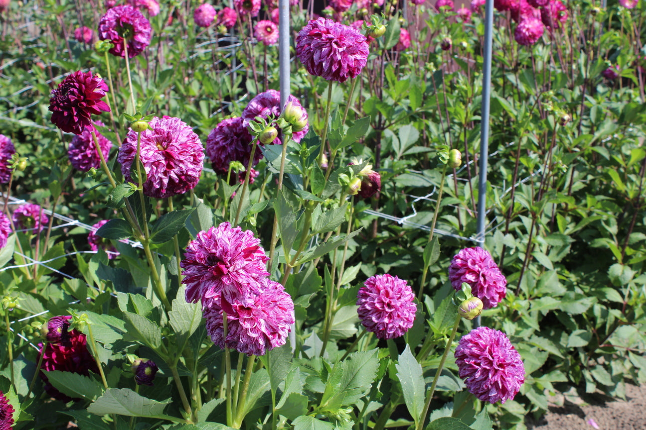 Dahlia 'Marble Ball'