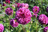 Dahlia 'Marble Ball'