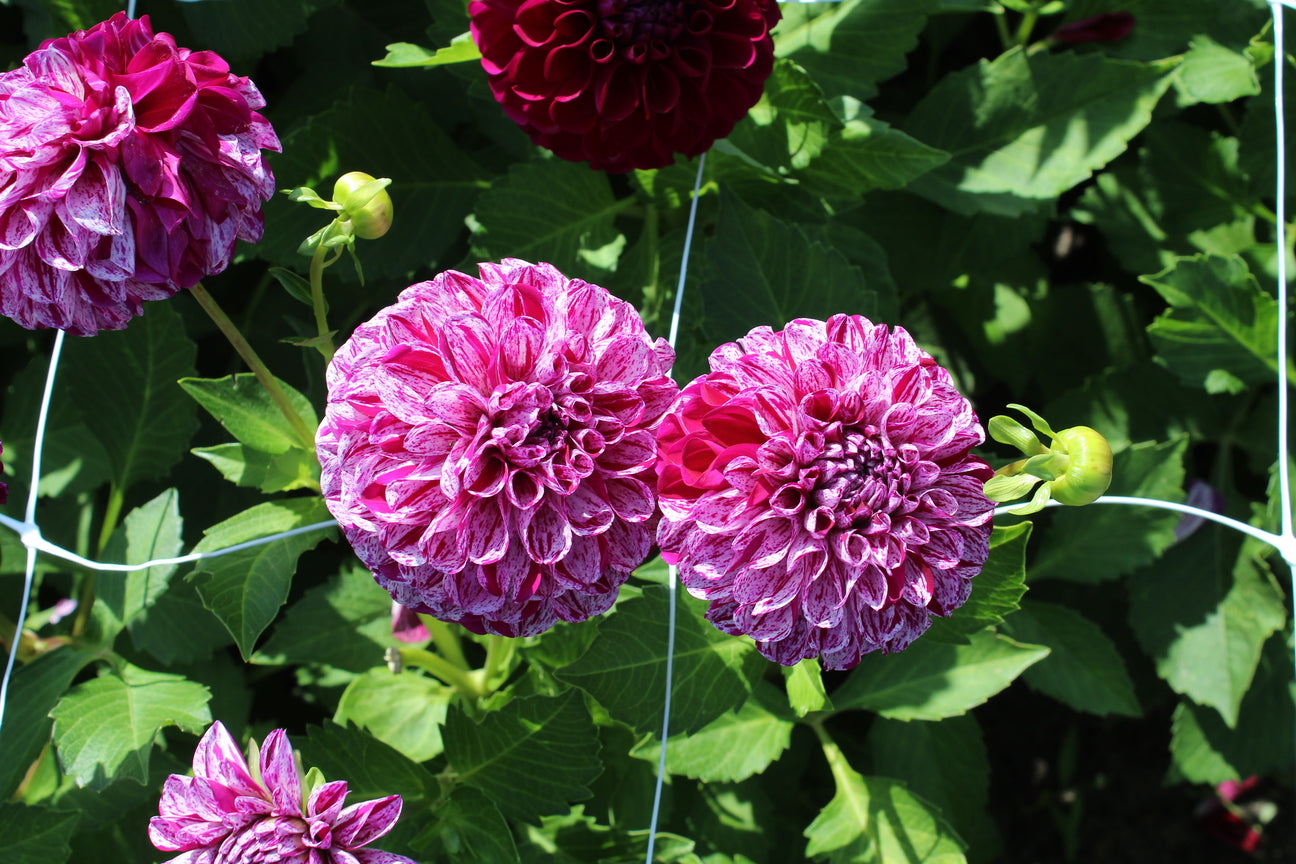 Dahlia 'Marble Ball'