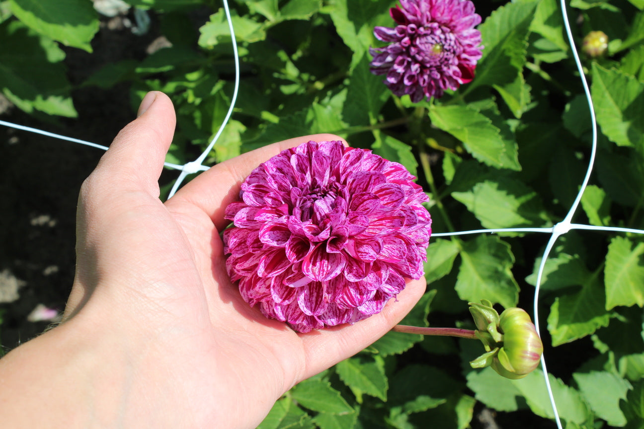 Dahlia 'Marble Ball'