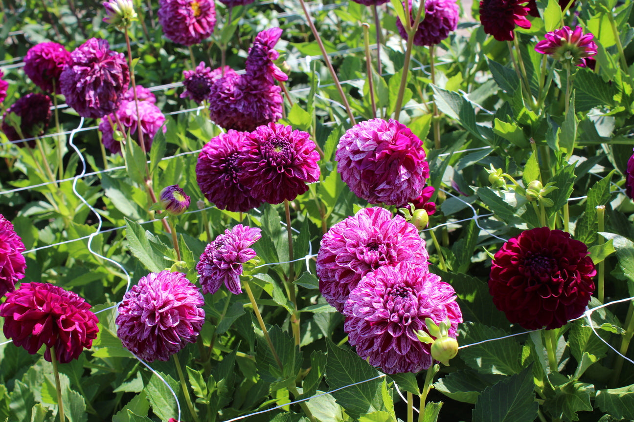 Dahlia 'Marble Ball'