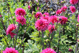 Dahlia 'Marcel Dassault'