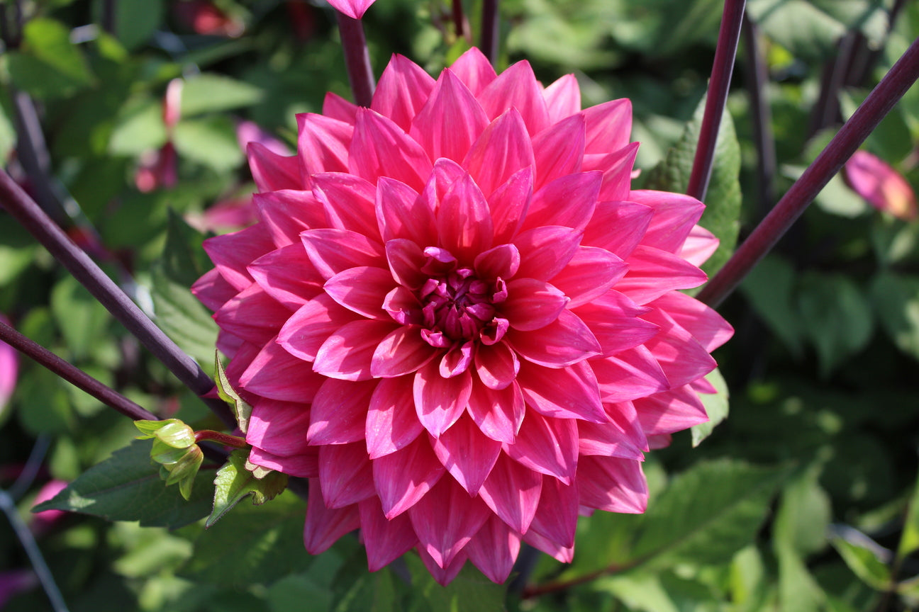 Dahlia 'Marcel Dassault'