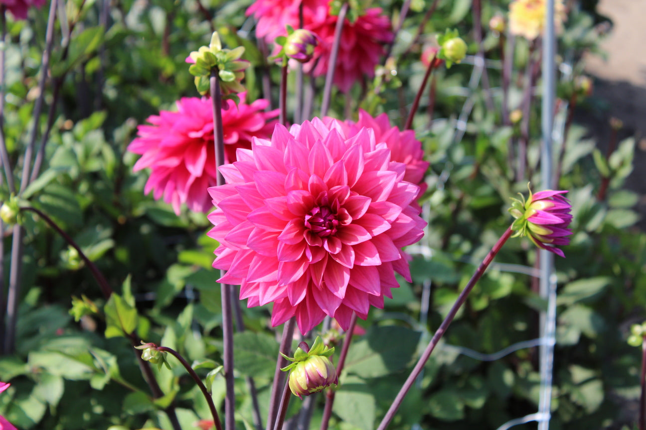 Dahlia 'Marcel Dassault'