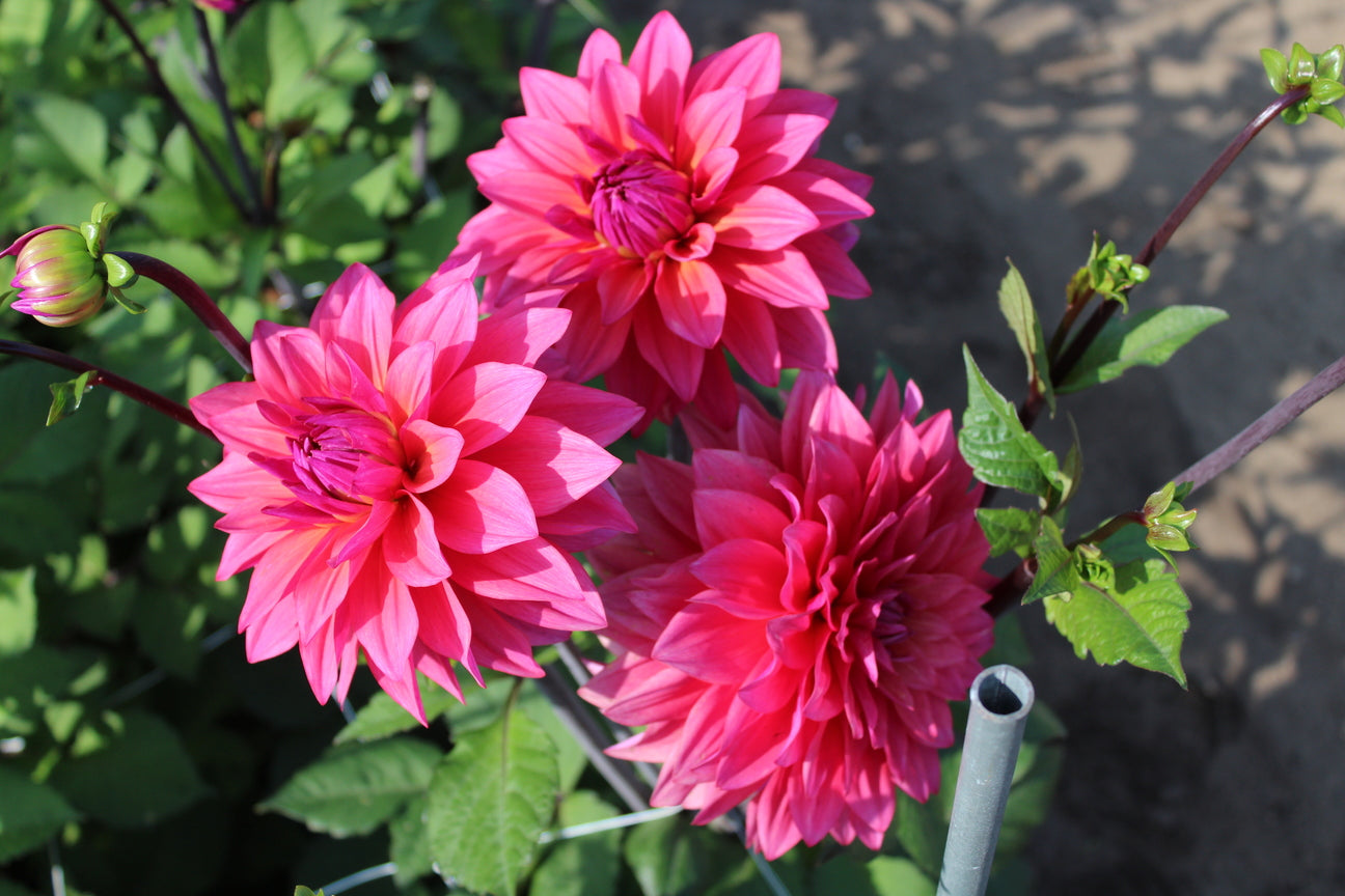 Dahlia 'Marcel Dassault'