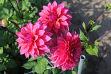 Dahlia 'Marcel Dassault'