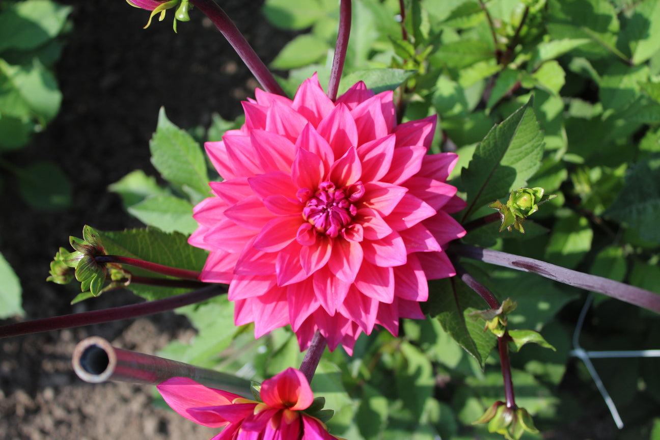 Dahlia 'Marcel Dassault'