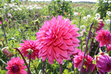 Dahlia 'Marcel Dassault'