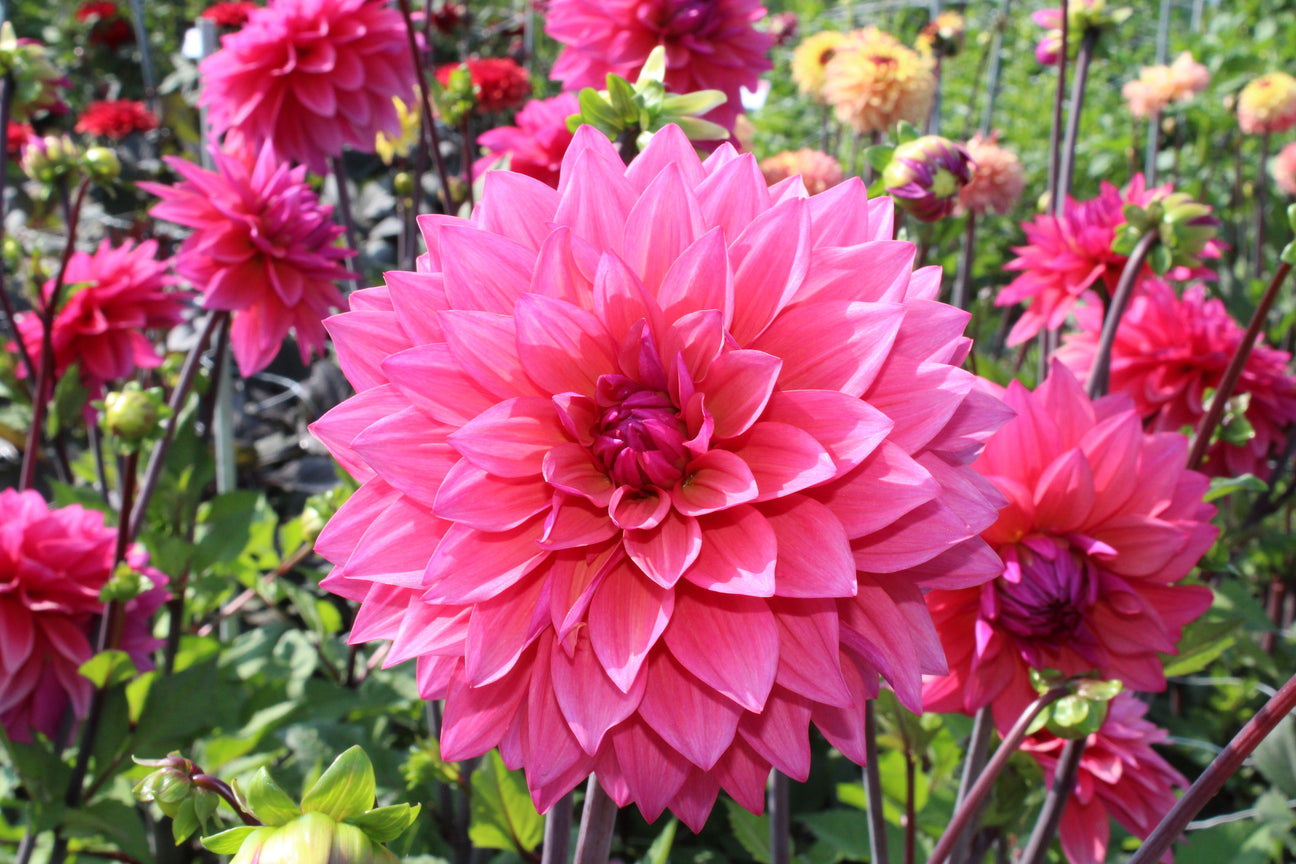 Dahlia 'Marcel Dassault'