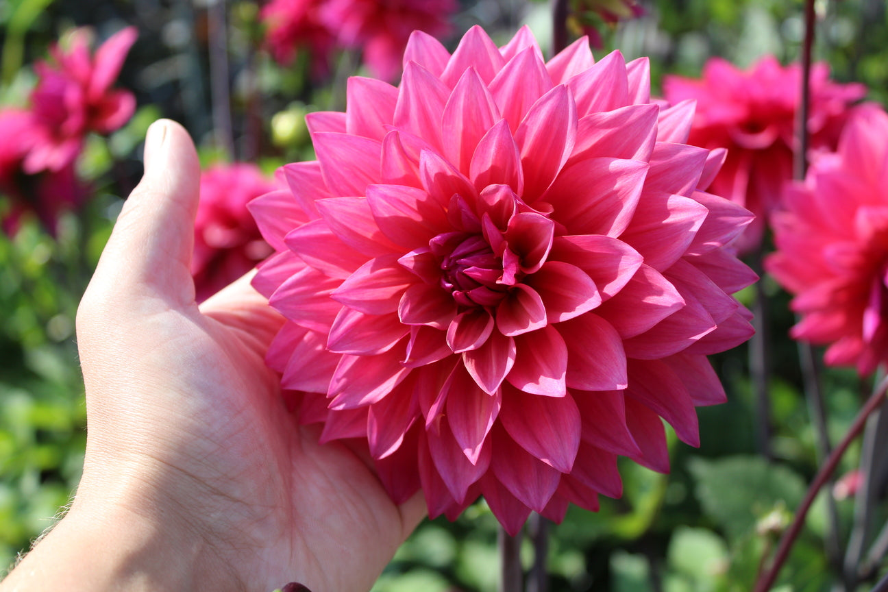 Dahlia 'Marcel Dassault'