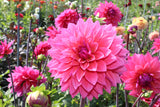 Dahlia 'Marcel Dassault'