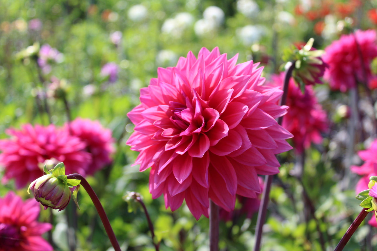 Dahlia 'Marcel Dassault'