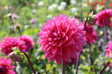 Dahlia 'Marcel Dassault'