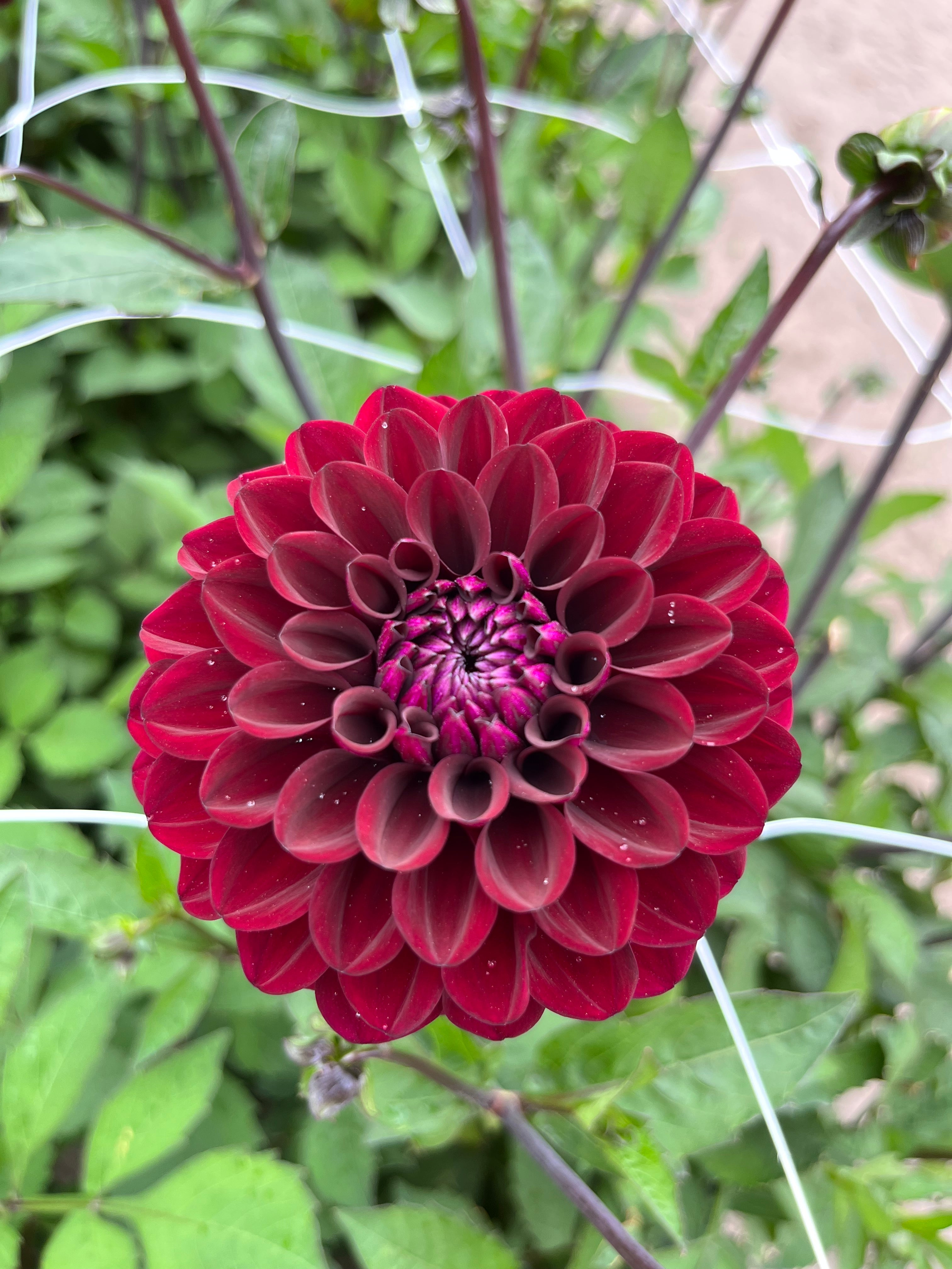 Dahlia 'Maroon Fox'