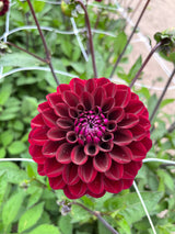 Dahlia 'Maroon Fox'