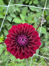 Dahlia 'Maroon Fox'