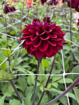 Dahlia 'Maroon Fox'