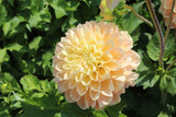 Dahlia 'Maya'