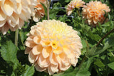 Dahlia 'Maya'