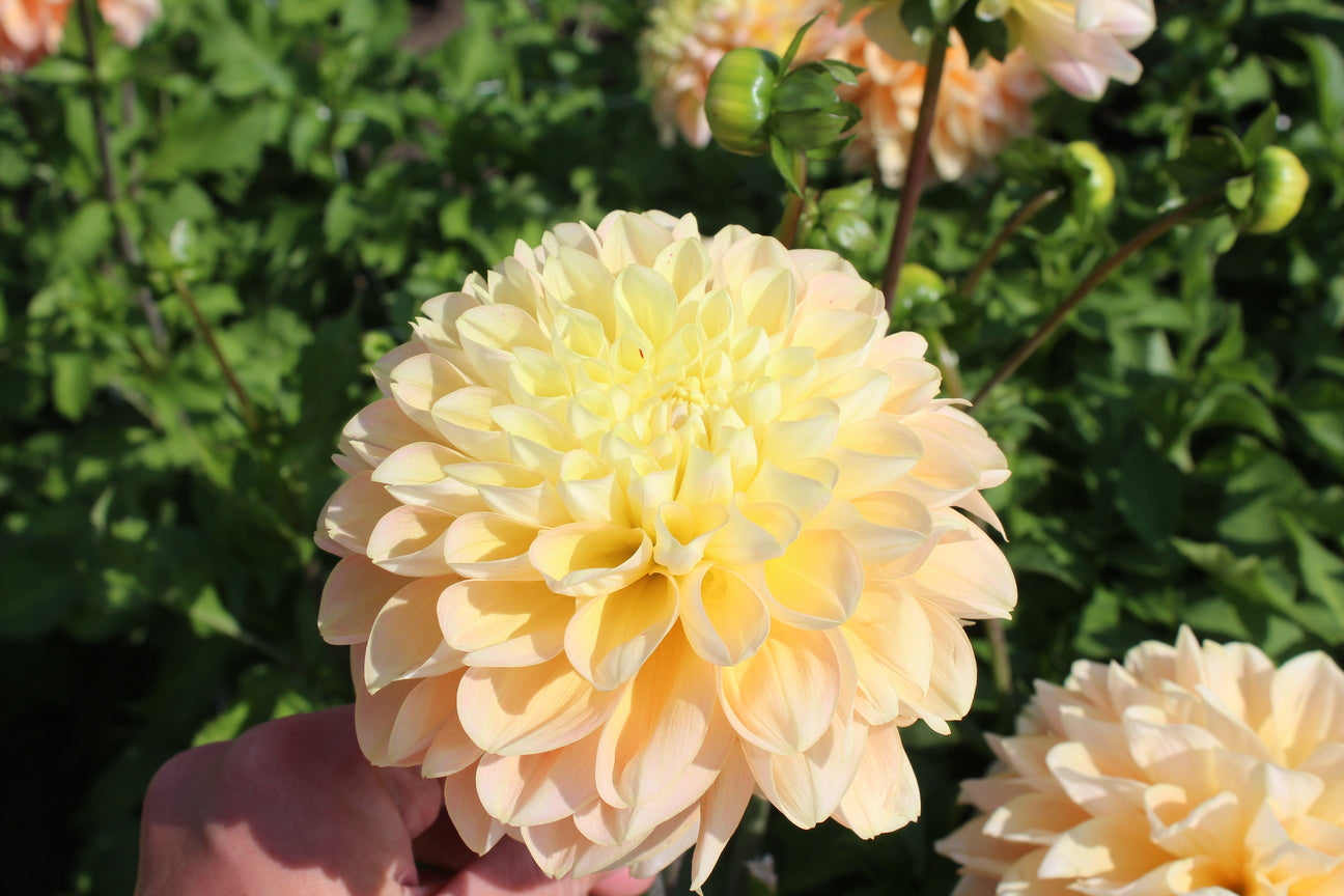 Dahlia 'Maya'