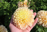 Dahlia 'Maya'