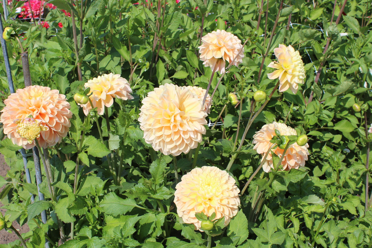 Dahlia 'Maya'