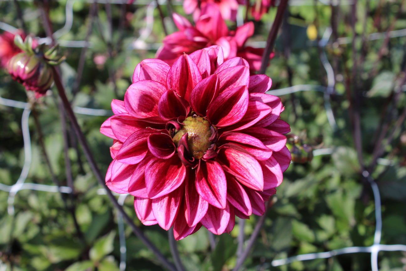 Dahlia 'Melissa Anna Marijke'