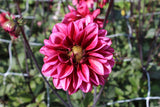 Dahlia 'Melissa Anna Marijke'