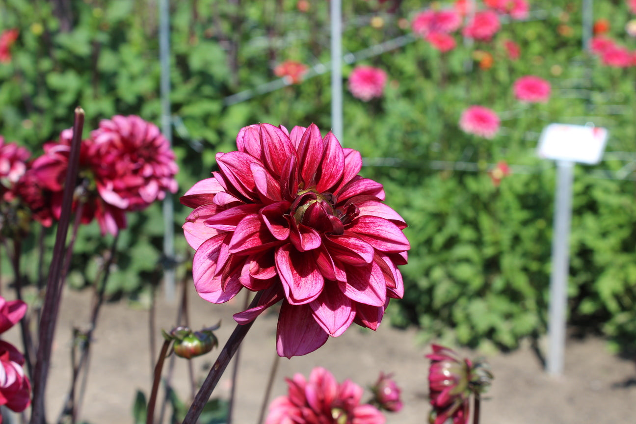 Dahlia 'Melissa Anna Marijke'