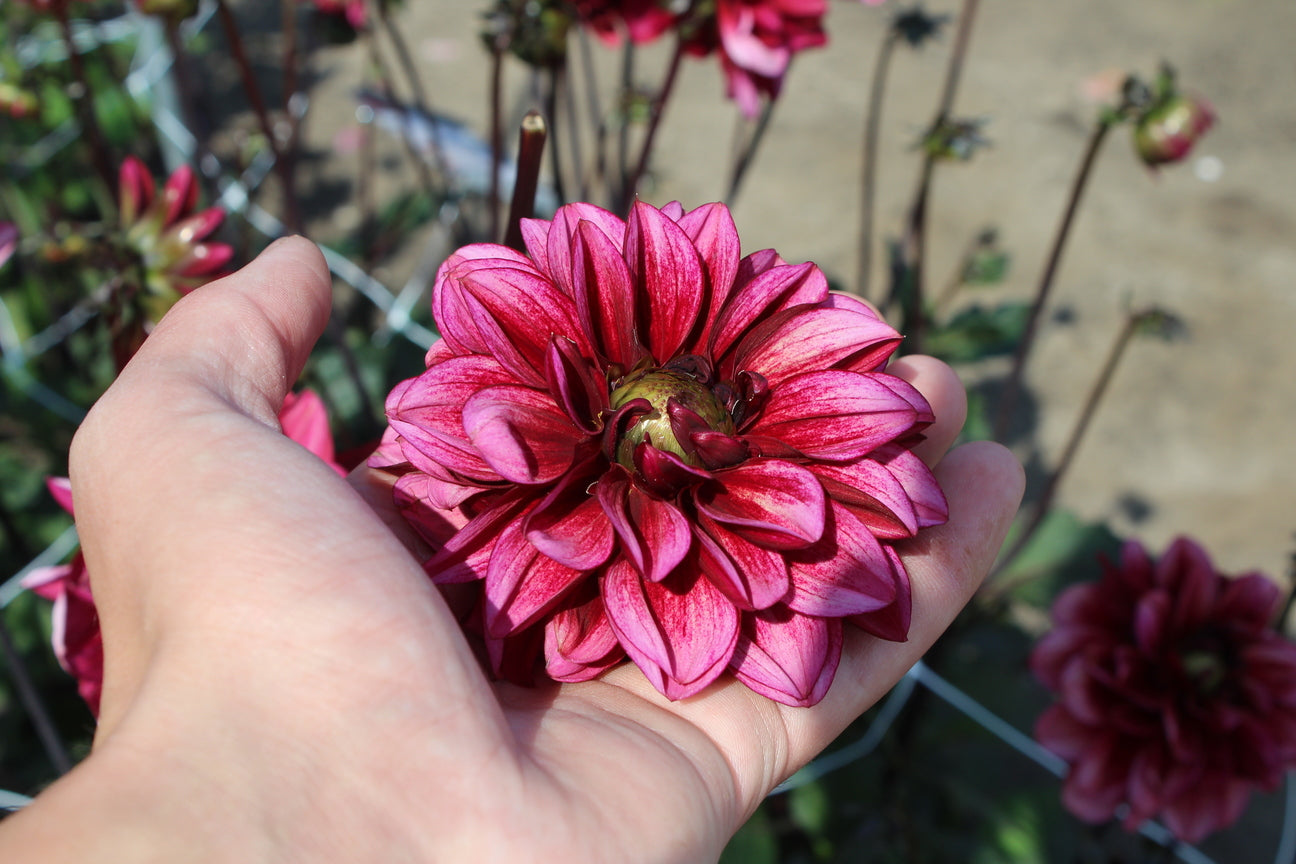 Dahlia 'Melissa Anna Marijke'