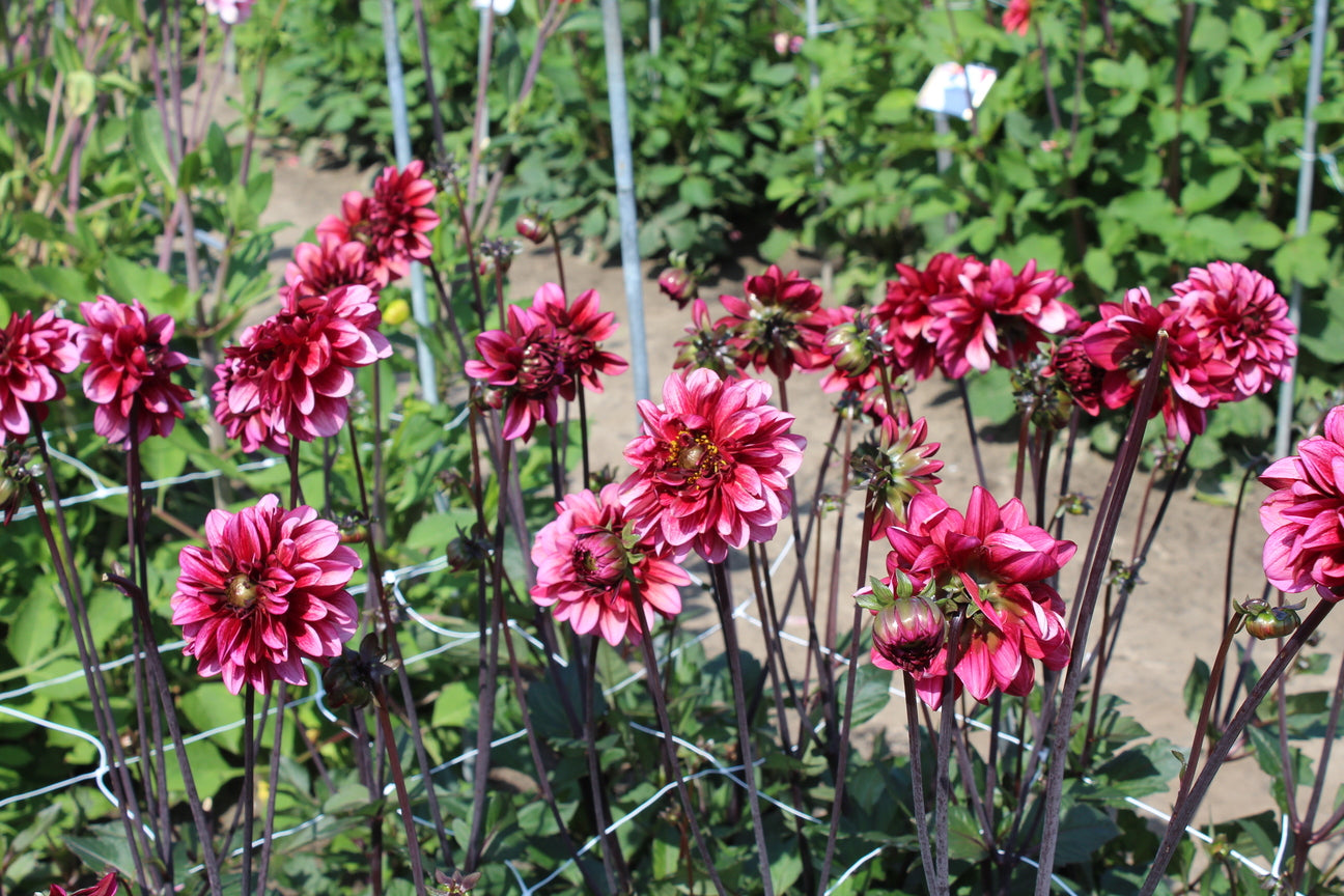 Dahlia 'Melissa Anna Marijke'