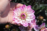 Dahlia 'Melody Harmony'