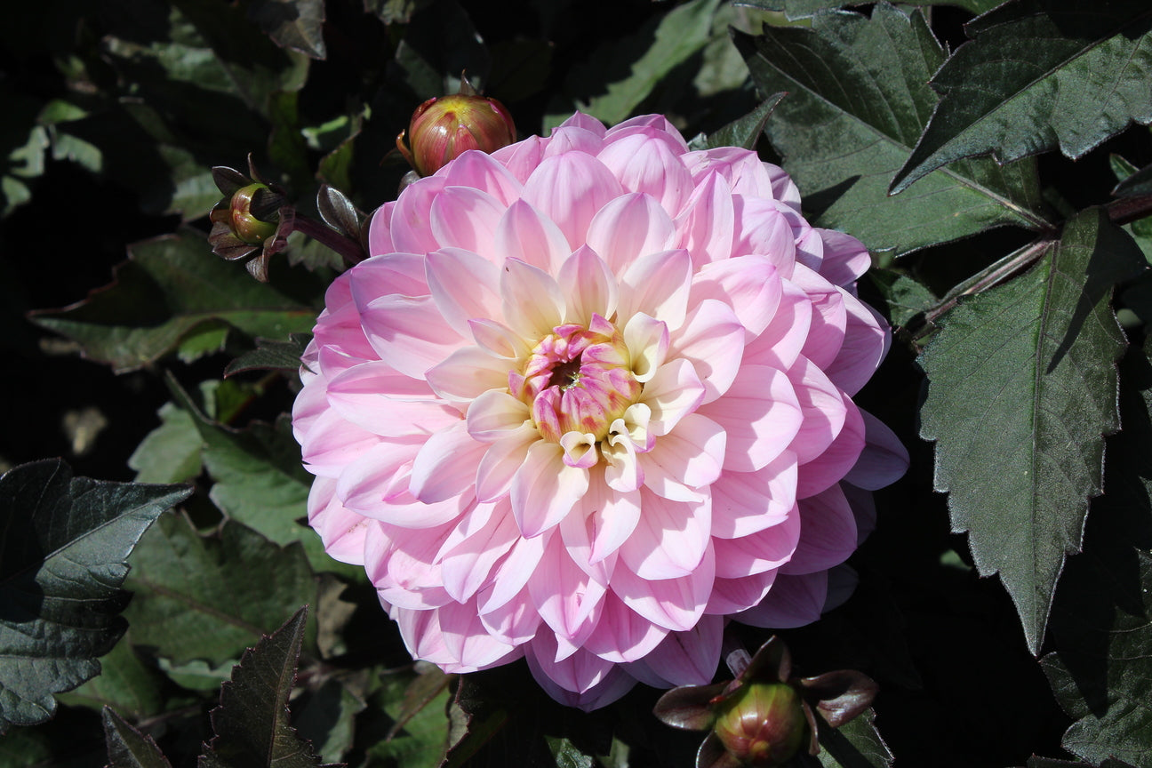 Dahlia 'Melody Harmony'