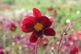 Dahlia 'Mexican Star'