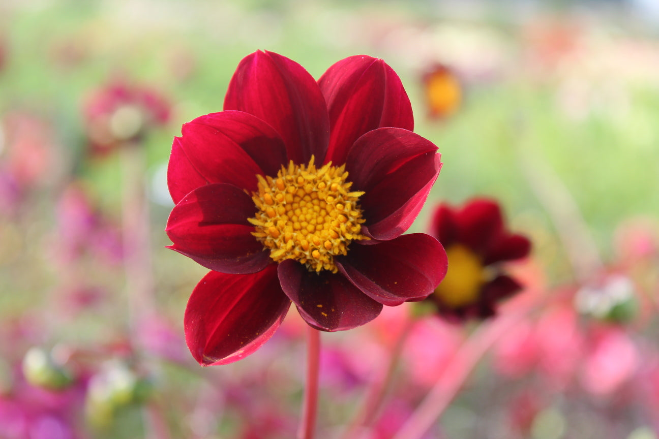 Dahlia 'Mexican Star'