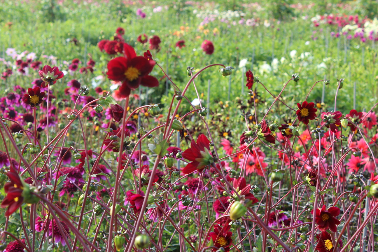 Dahlia 'Mexican Star'