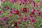 Dahlia 'Mexican Star'