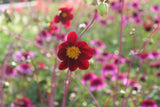 Dahlia 'Mexican Star'