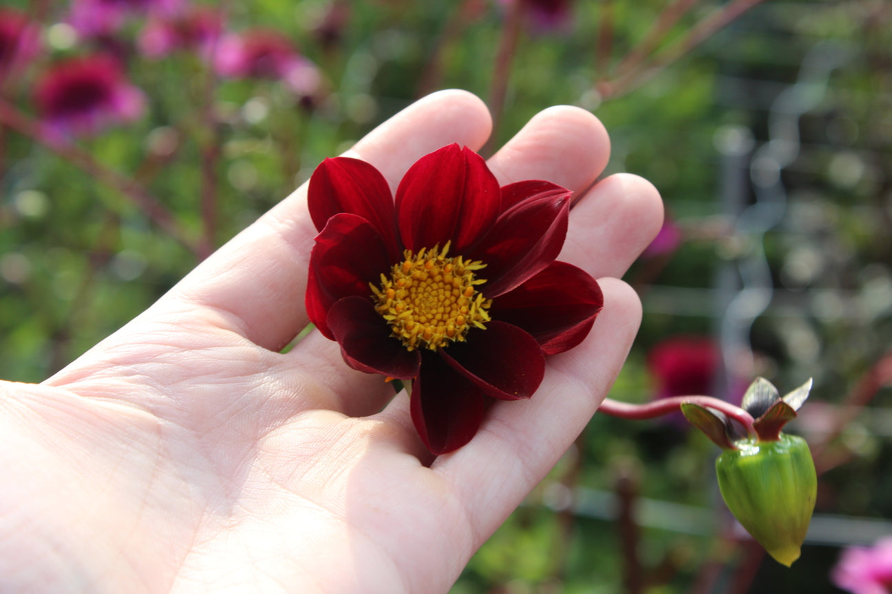 Dahlia 'Mexican Star'