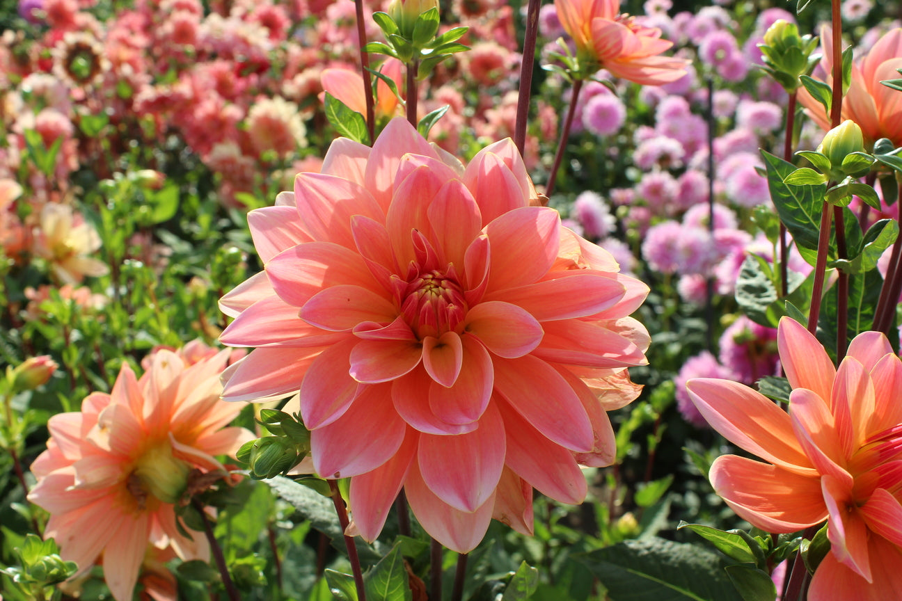 Dahlia 'Mister Frans'