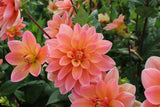 Dahlia 'Mister Frans'