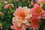 Dahlia 'Mister Frans'