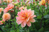 Dahlia 'Mister Frans'