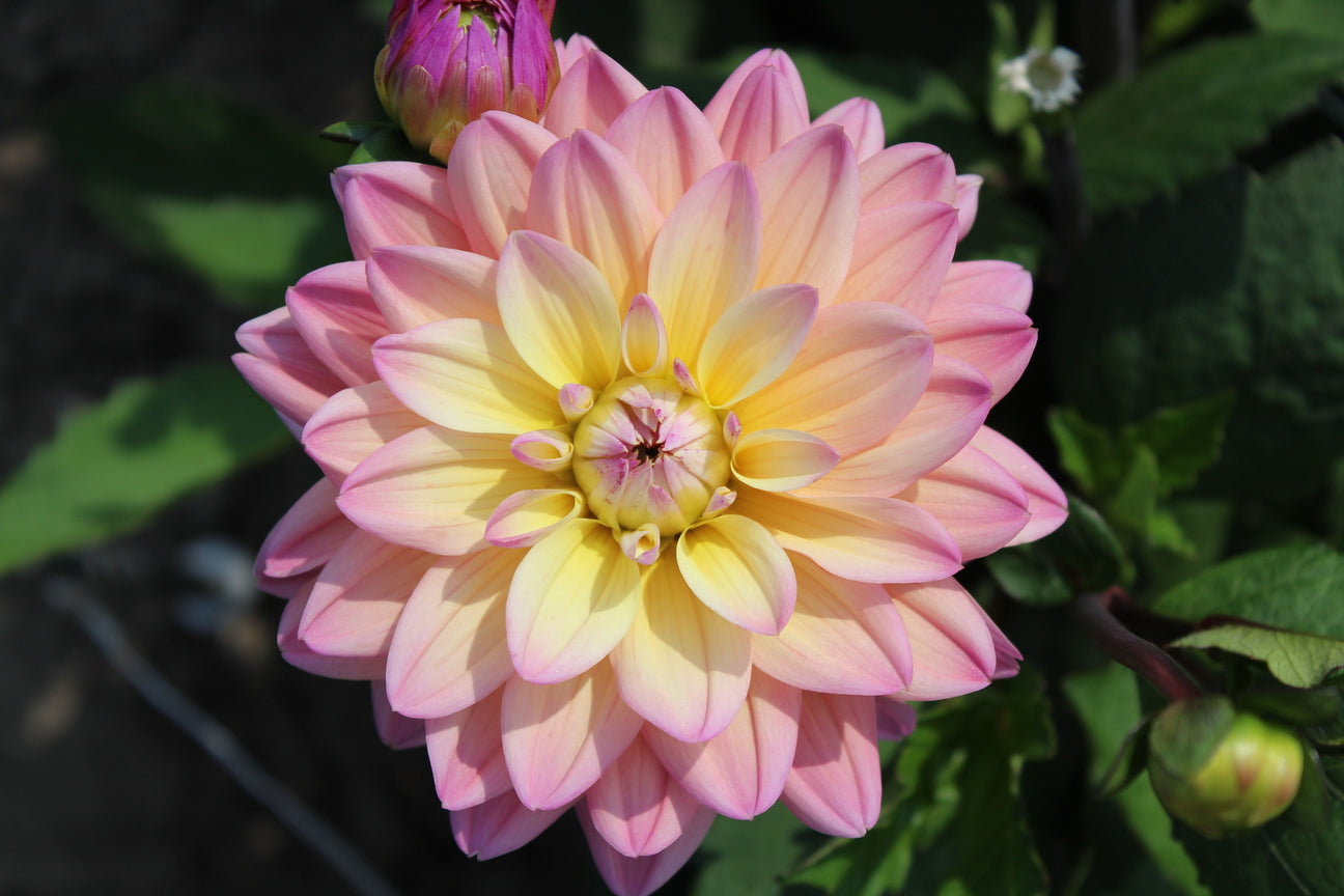 Dahlia 'Mondriaan'