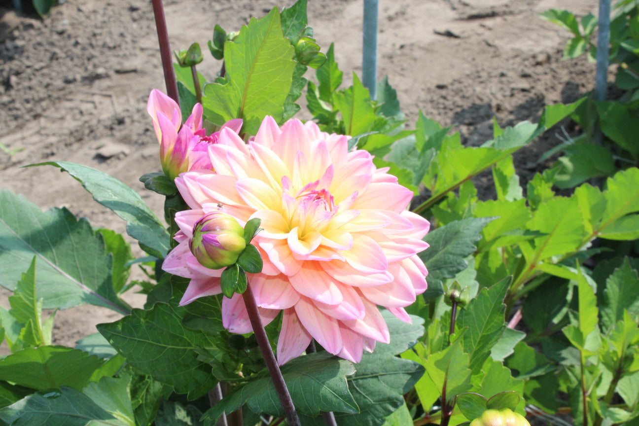 Dahlia 'Mondriaan'